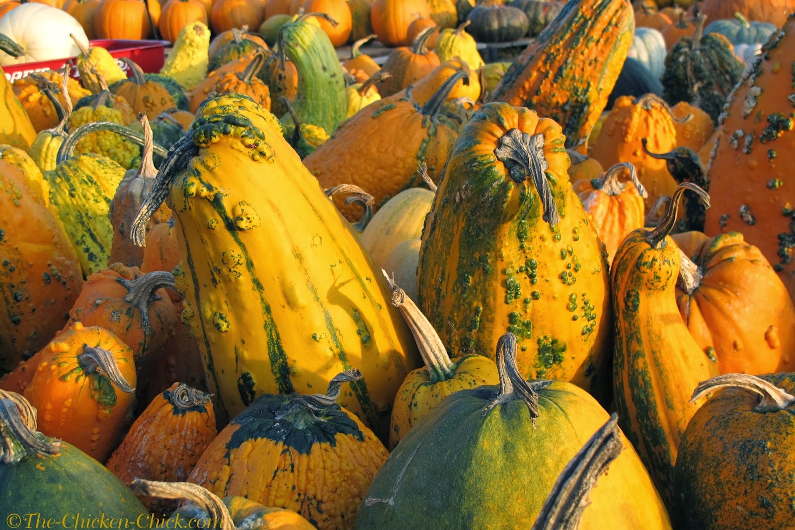 Autumn's Vases Gourds & Pumpkins The Chicken Chick®