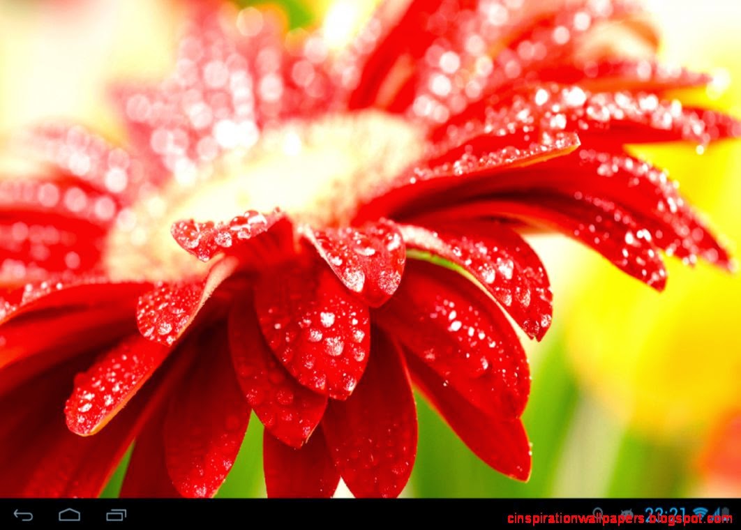 Flowers in dew live wallpaper Android Apps on Google Play Flowers in dew live wallpaper Android Apps on Google Play