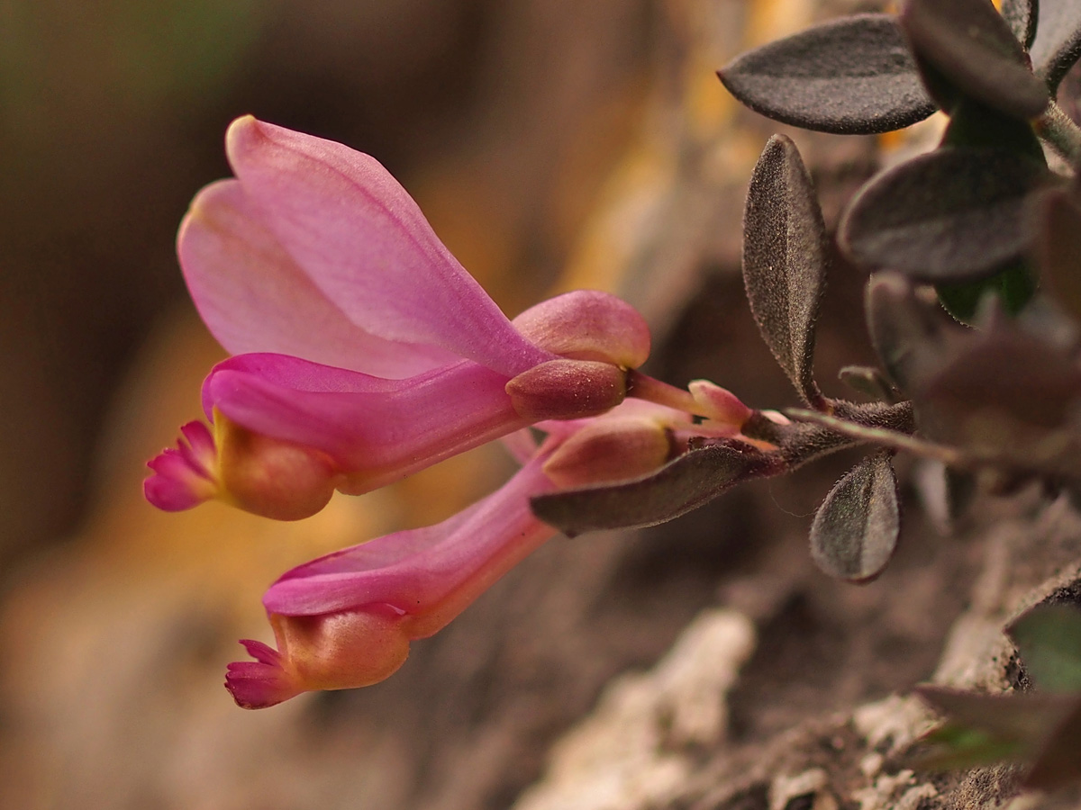 Polygala webbiana