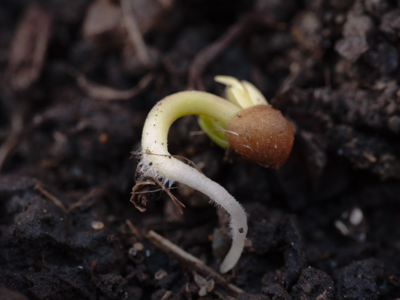 HiveQueen Garden update Feb 11