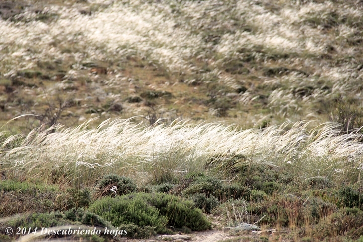 Descubriendo hojas: El campo como inspiración en el paisajismo: Stipa