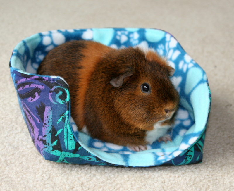Crafts, Cavies and Cooking Guinea Pig Cuddle Cups