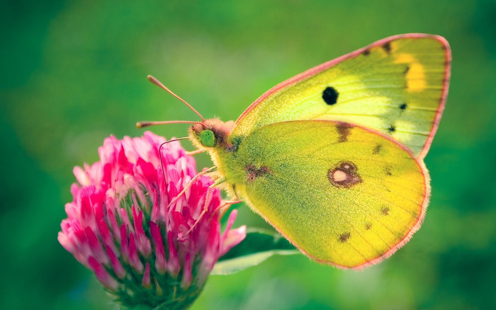 Beautiful Wallpapers for Desktop: Beautiful HD Butterfly ...
