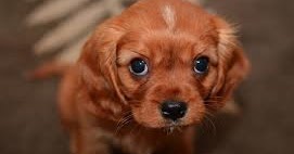 Looking At The Broken Auto Meter