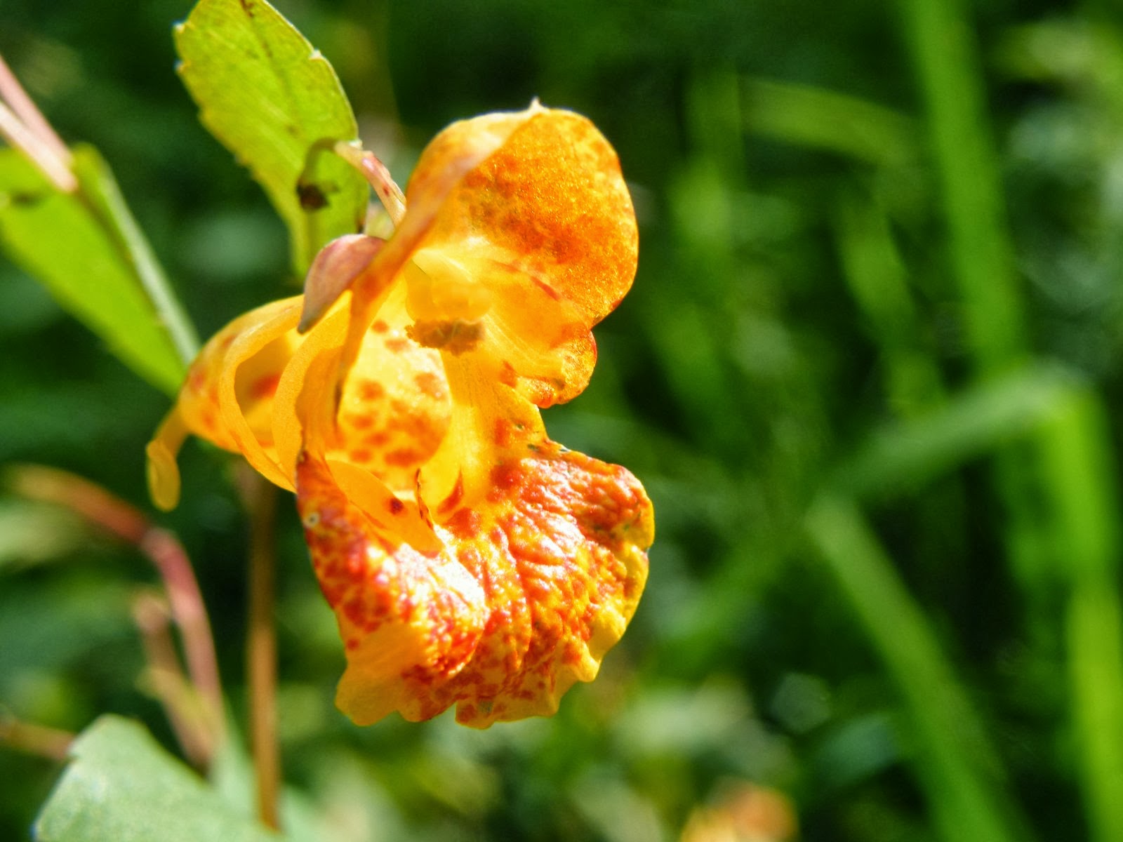 Travelling the Canals of England Heading back up the Nene