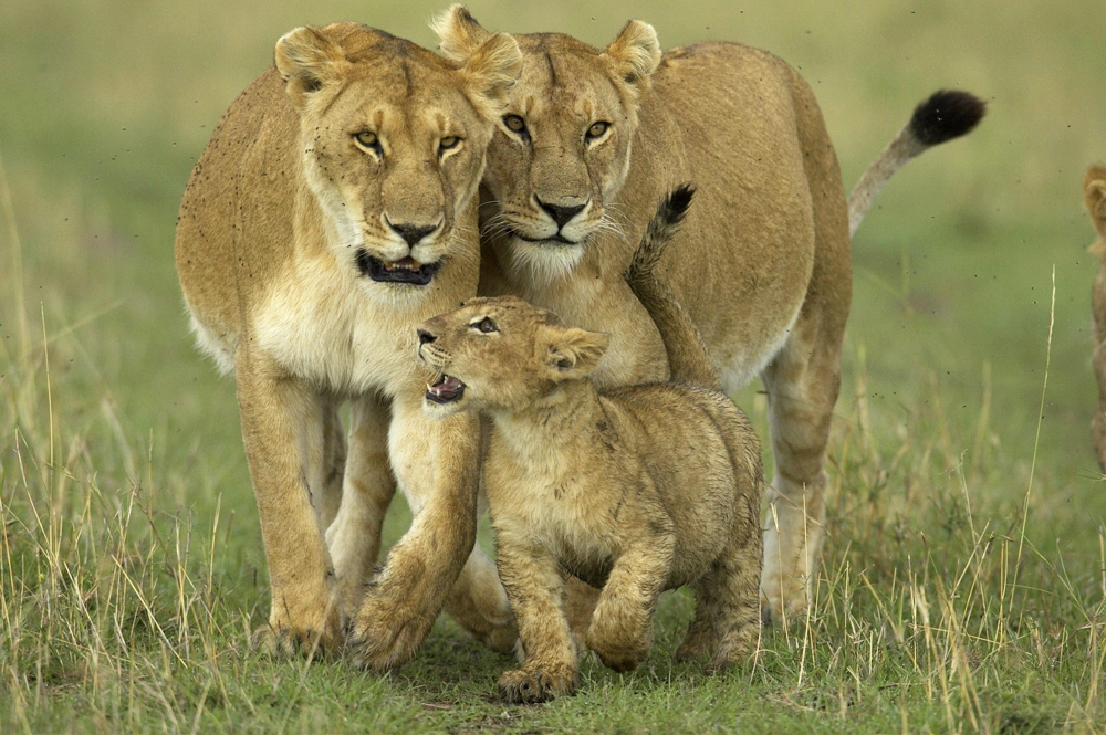 african+animals+and+wildlife+safaris+dangerous+lions+hunting+big+five+big+cats+animal+pictures.jpg