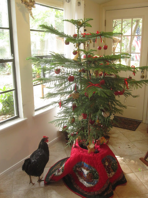 tropical texana norfolk island pine christmas tree this tropical texana norfolk island pine christmas tree this