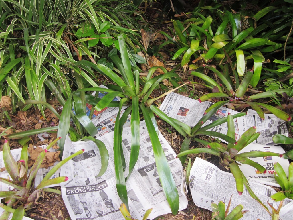 Robert's Tropical Paradise Garden: Newspaper and mulch trick reappears