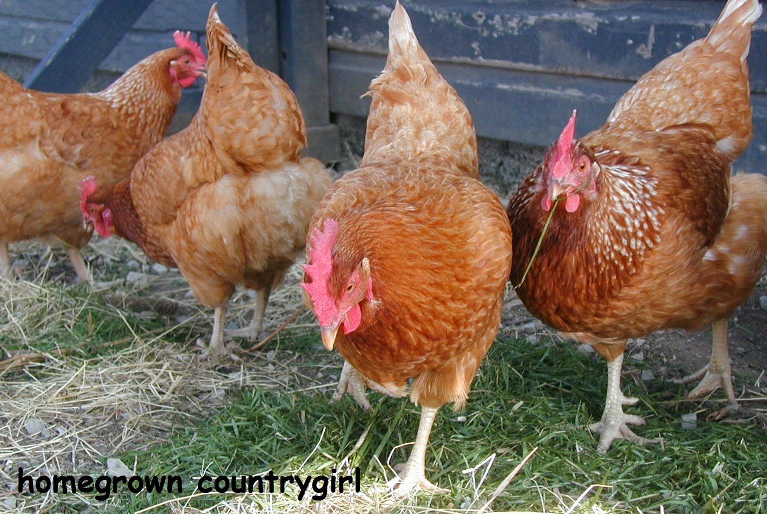 chickens eating grass