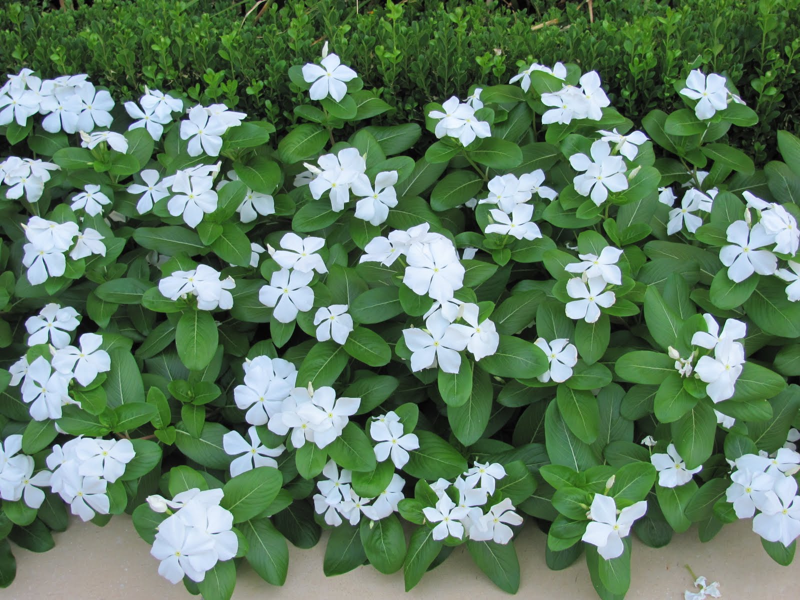 John's Las Vegas Landscape Tips Move Over Pentas.......Vinca Is Back!!
