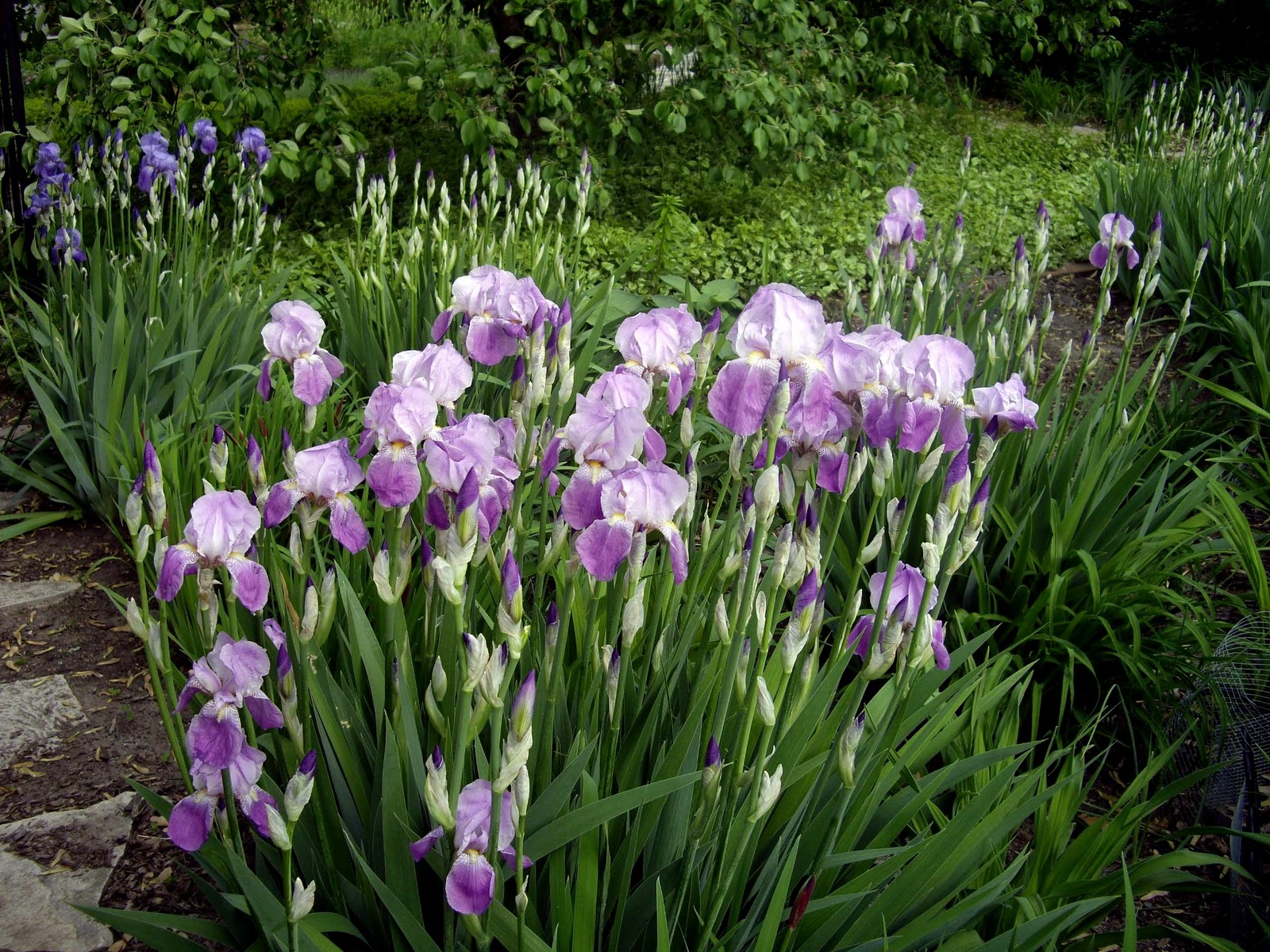 World of Irises Mass Plantings for a Breathtaking Display