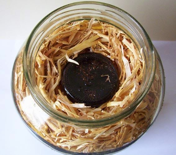 Grow your own mushrooms Low Tech Oyster Mushroom Cultivation in Jars