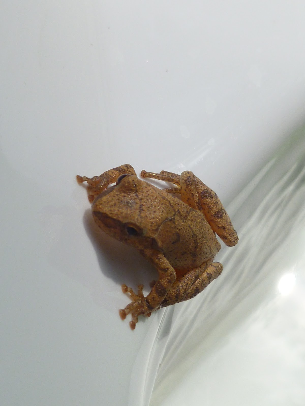 Nature Bits Hot tubbing Frogs and other Oddities