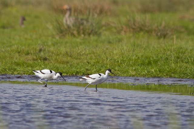 Kluut - Pied Avocet - Recurvirostra avosetta