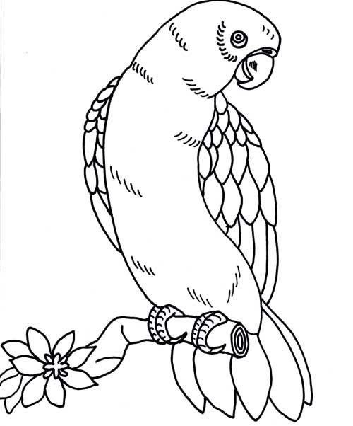 Desenhos para colorir de colorindo o camaleão pelos números  