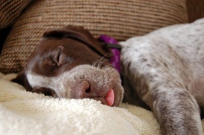 Funny Tired Dogs in Photos-Images - Pets Cute and Docile