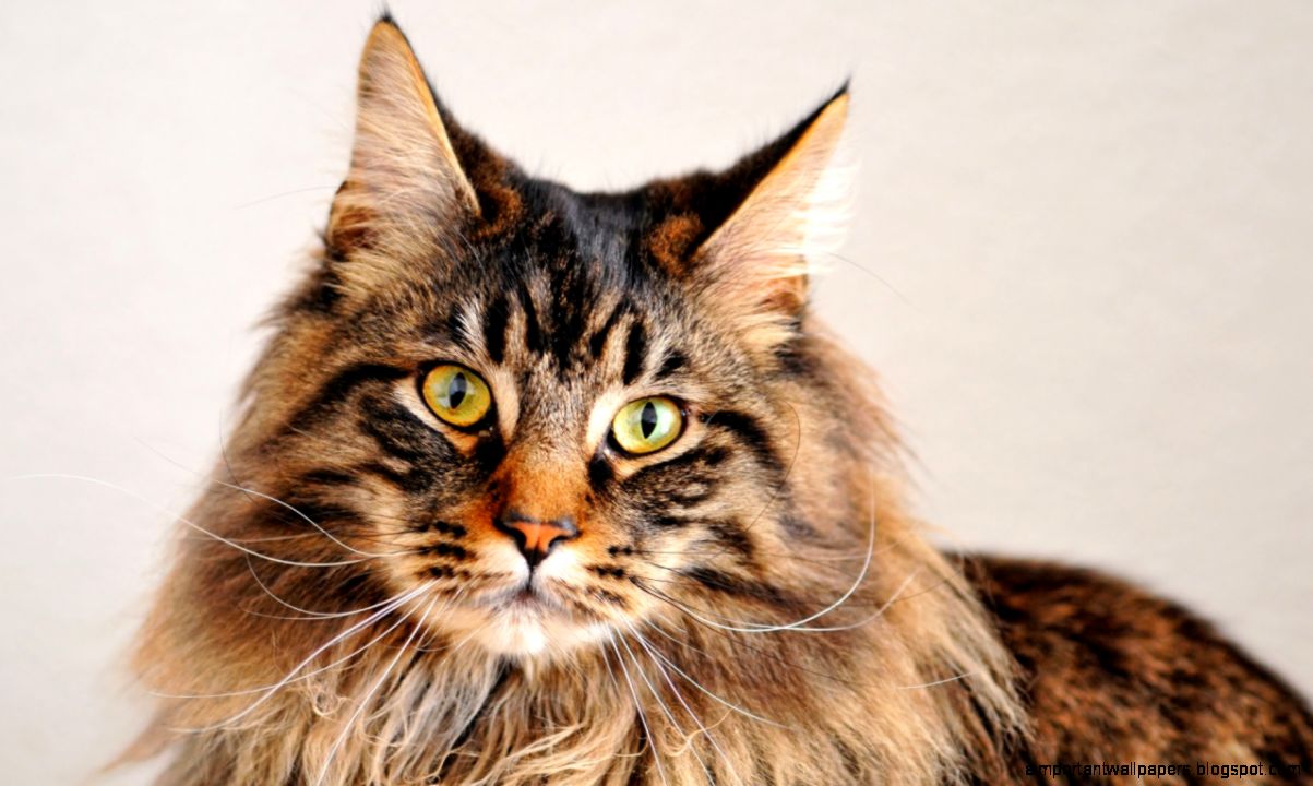 Maine Coon Cats Wallpapers Maine Coon Cats Wallpapers