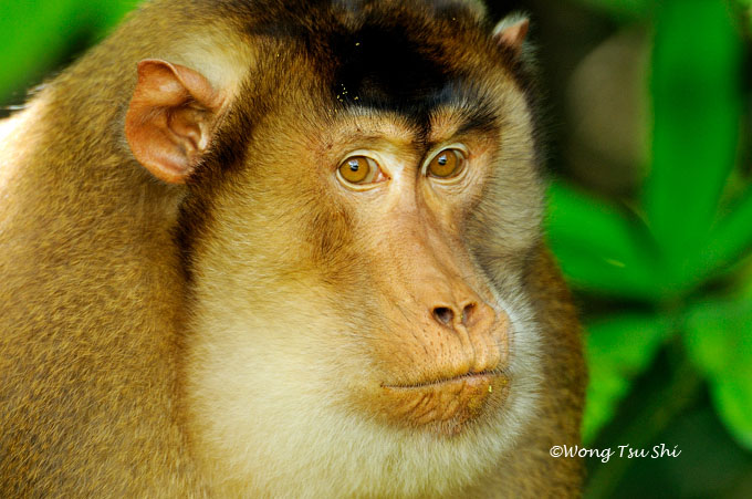 My Mammals of Borneo