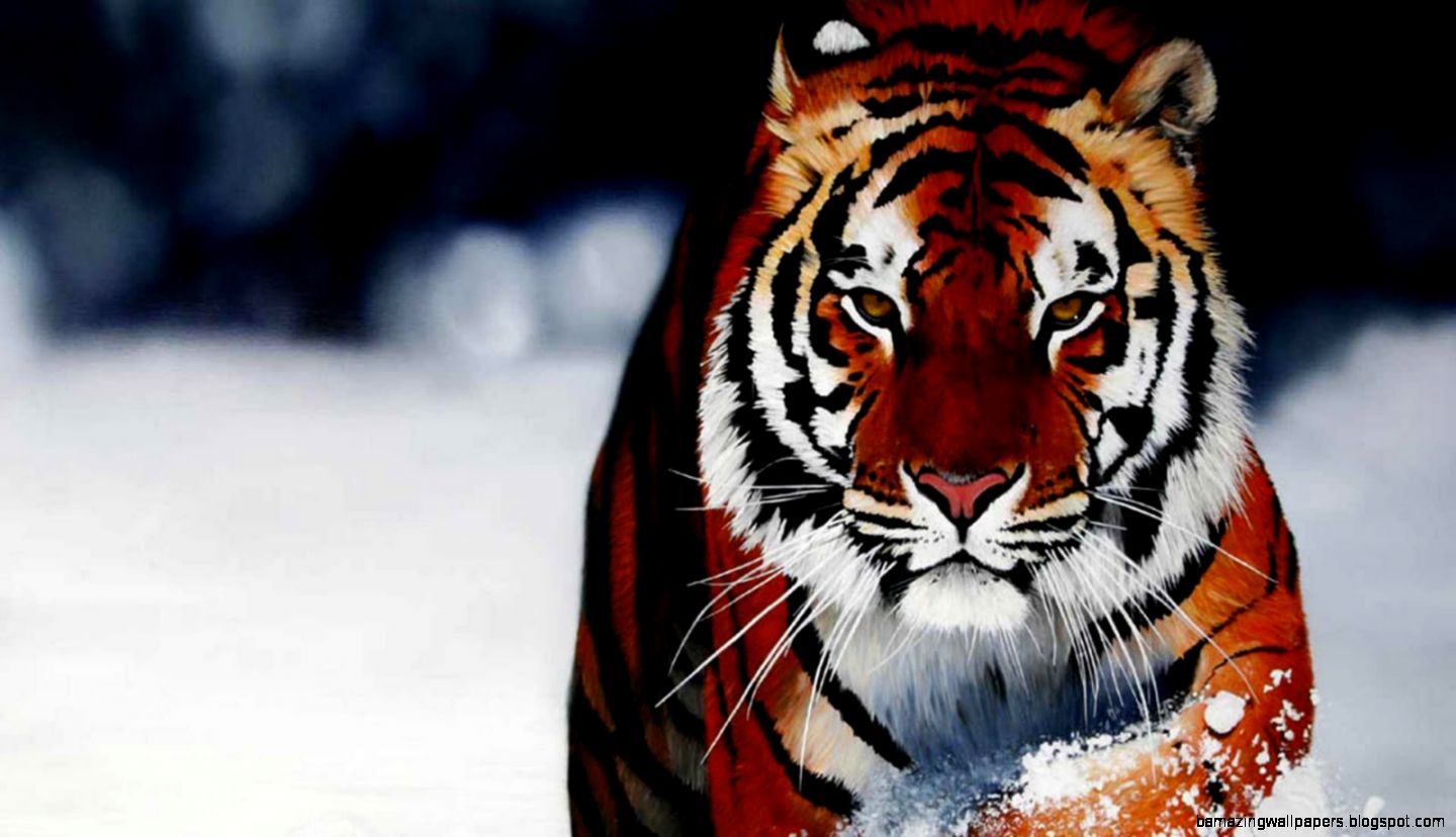 Tiger HD Wallpapers Tiger HD Wallpapers