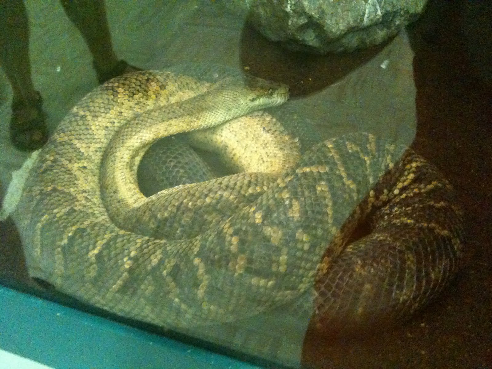 The Adventures of Yarn Salad Drumheller The Royal Tyrell Museum of