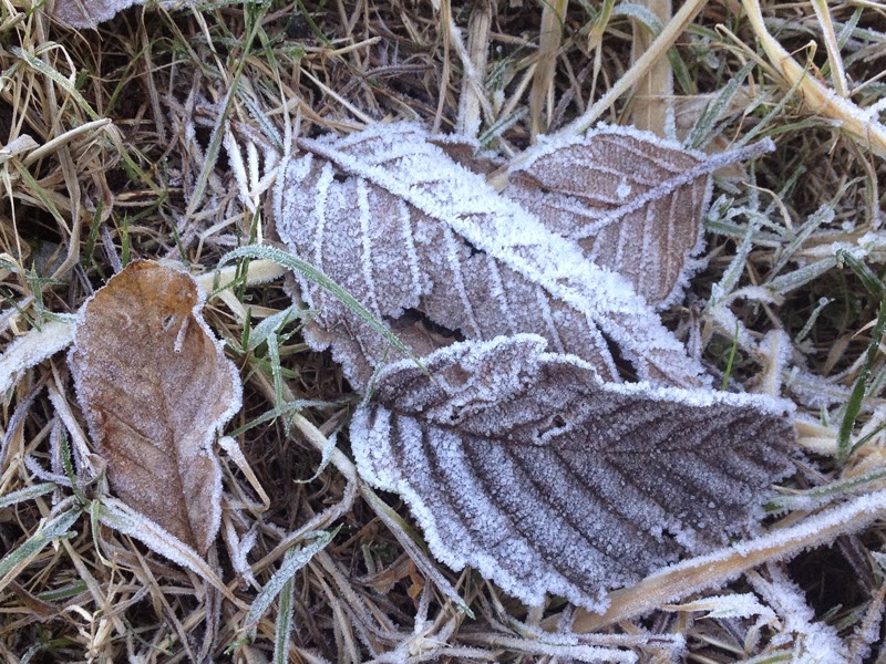 frosted leaves by Karen Williams