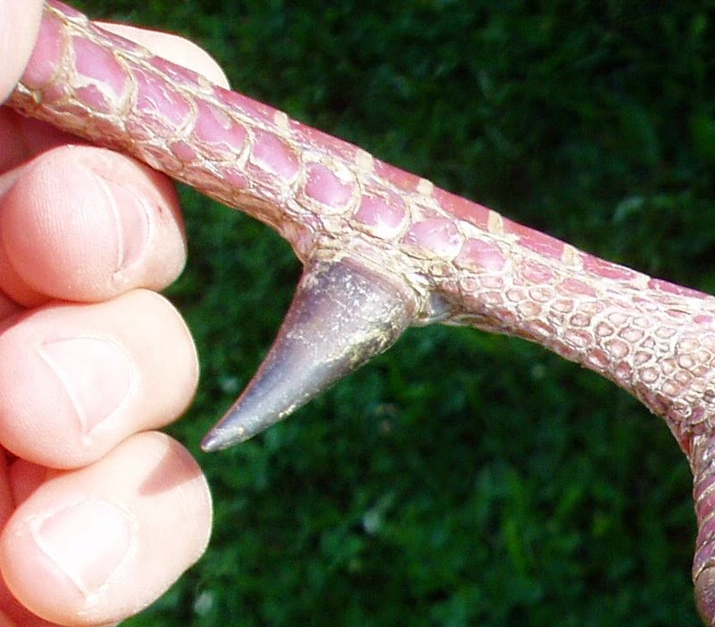 trophyhunting Big Osceola Turkey Spurs 2014!