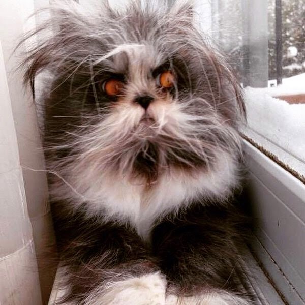 funny cats part 144