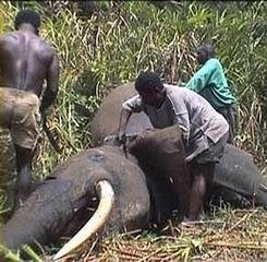 Elefantes Sofredores