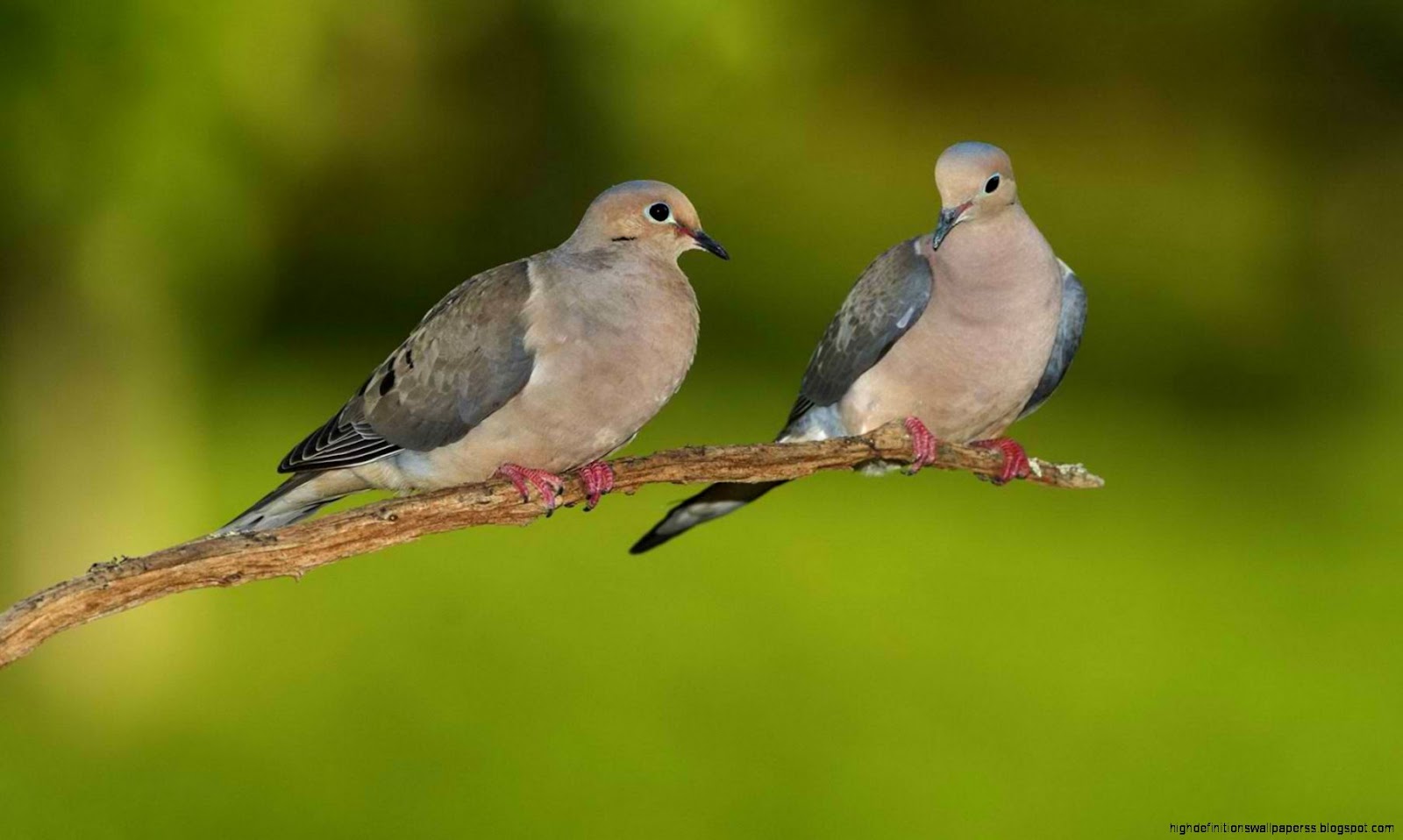 Animals Birds Dove Bird From Sky Hd Wallpaper Download Animals Birds Dove Bird From Sky Hd Wallpaper Download