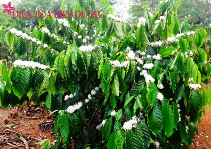 [Image: Dam-sac-huong-voi-hoa-ca-phe-trai-mua-6.jpg]