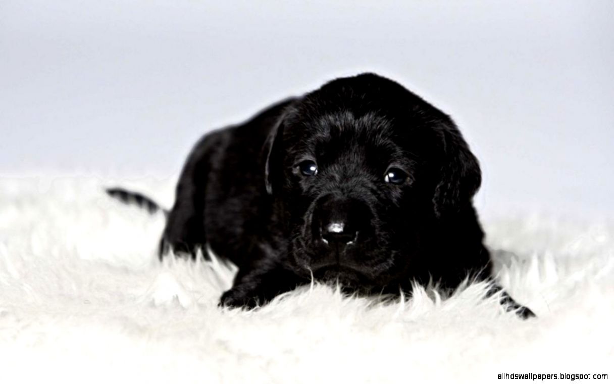 Black Puppy wallpaper 1280x800 11848 Black Puppy wallpaper 1280x800 11848