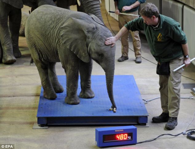 The%2Bzookeeper%2Bpulls%2Bbaby%2Belephant%2Btrunk%2Bresists%2Bclimbing%2Bweighing%2Bscales%2B1.jpg