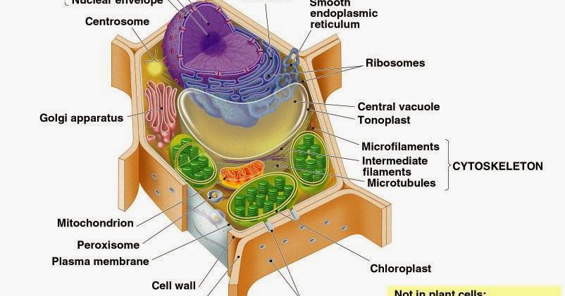 BIOLOGI BAB 1 (XI IPA) SEL