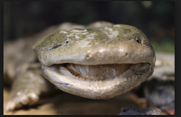 Hellbender salamander images Hellbender salamander images