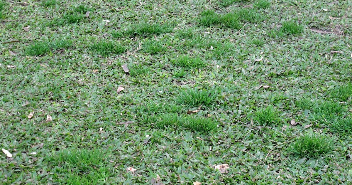 En el jardin: el césped en agosto (un ayuda memoria)