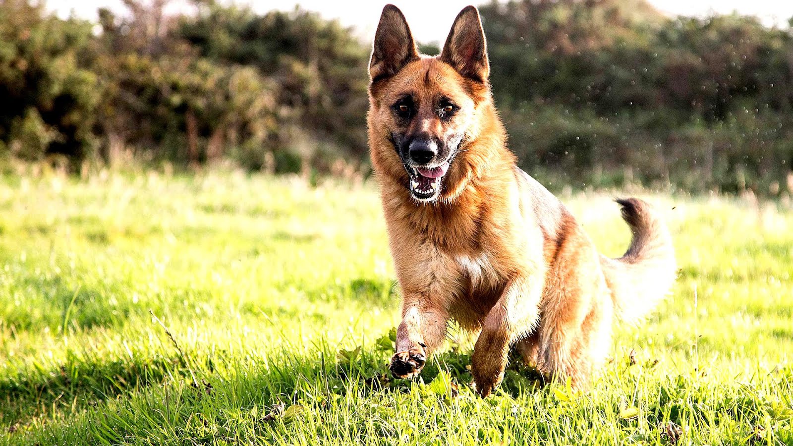 silverback german shepherd silverback german shepherd