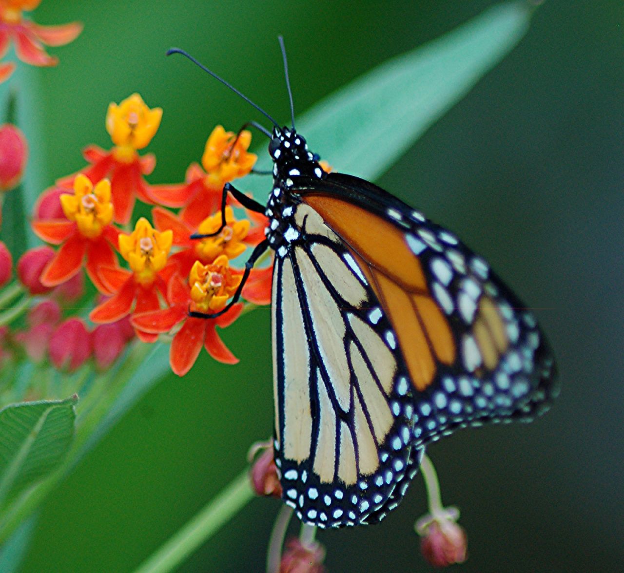 Butterfly From Cocoon