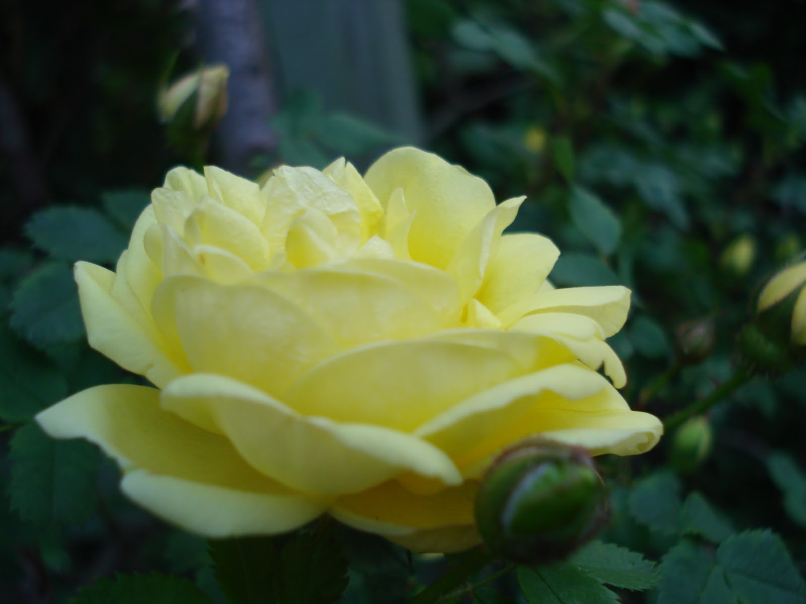 Wyandotte Garden The Beast Harrison's Yellow Rose