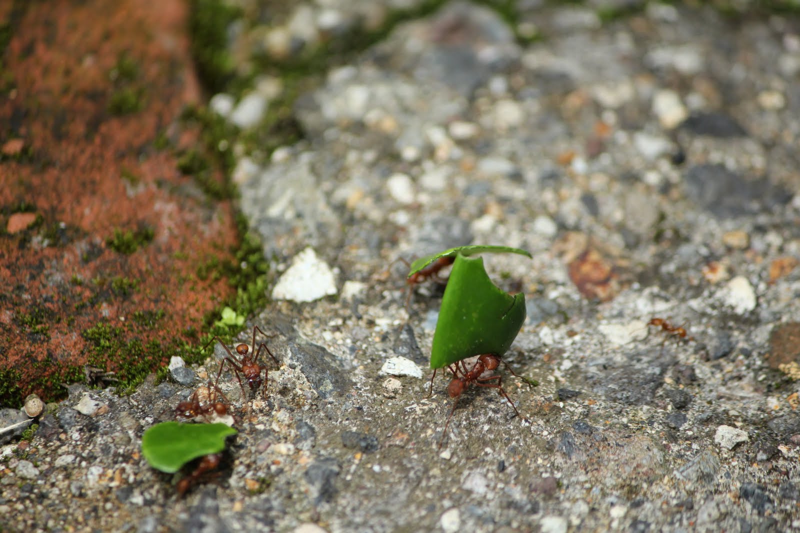 Autumn in Montevideo The World's Smallest Flower