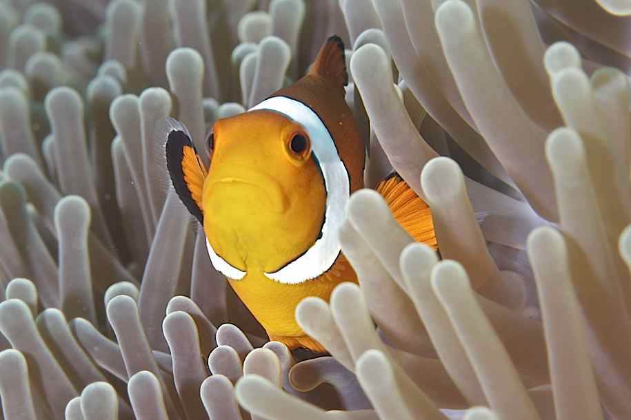 AMED SCUBA BALI DIVING CENTER # FOR THE LOVE OF DIVING: Fakultative