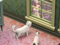 catstory2-3.jpg