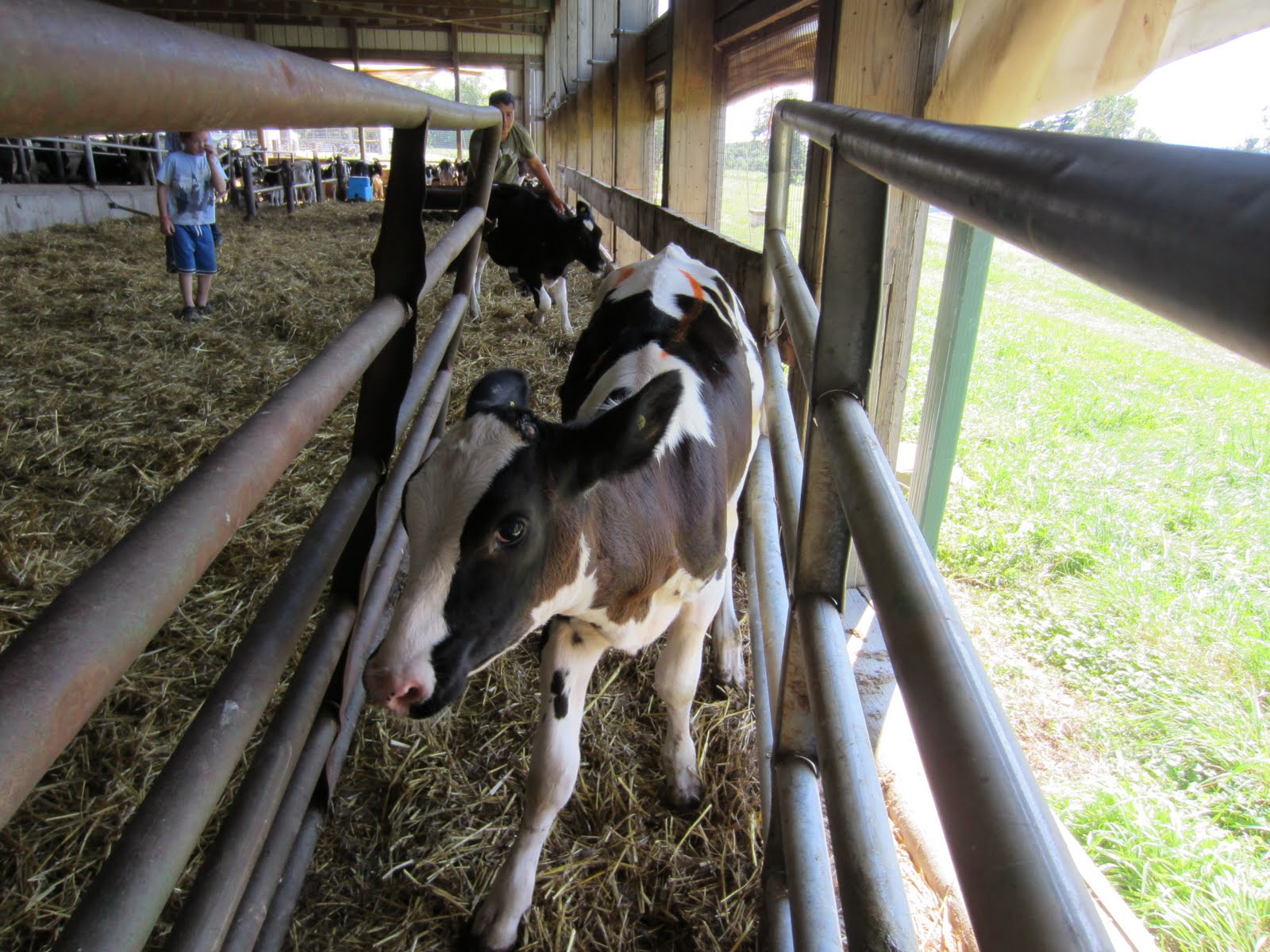 Dehorning Dairy Calves Farmer Bloggers