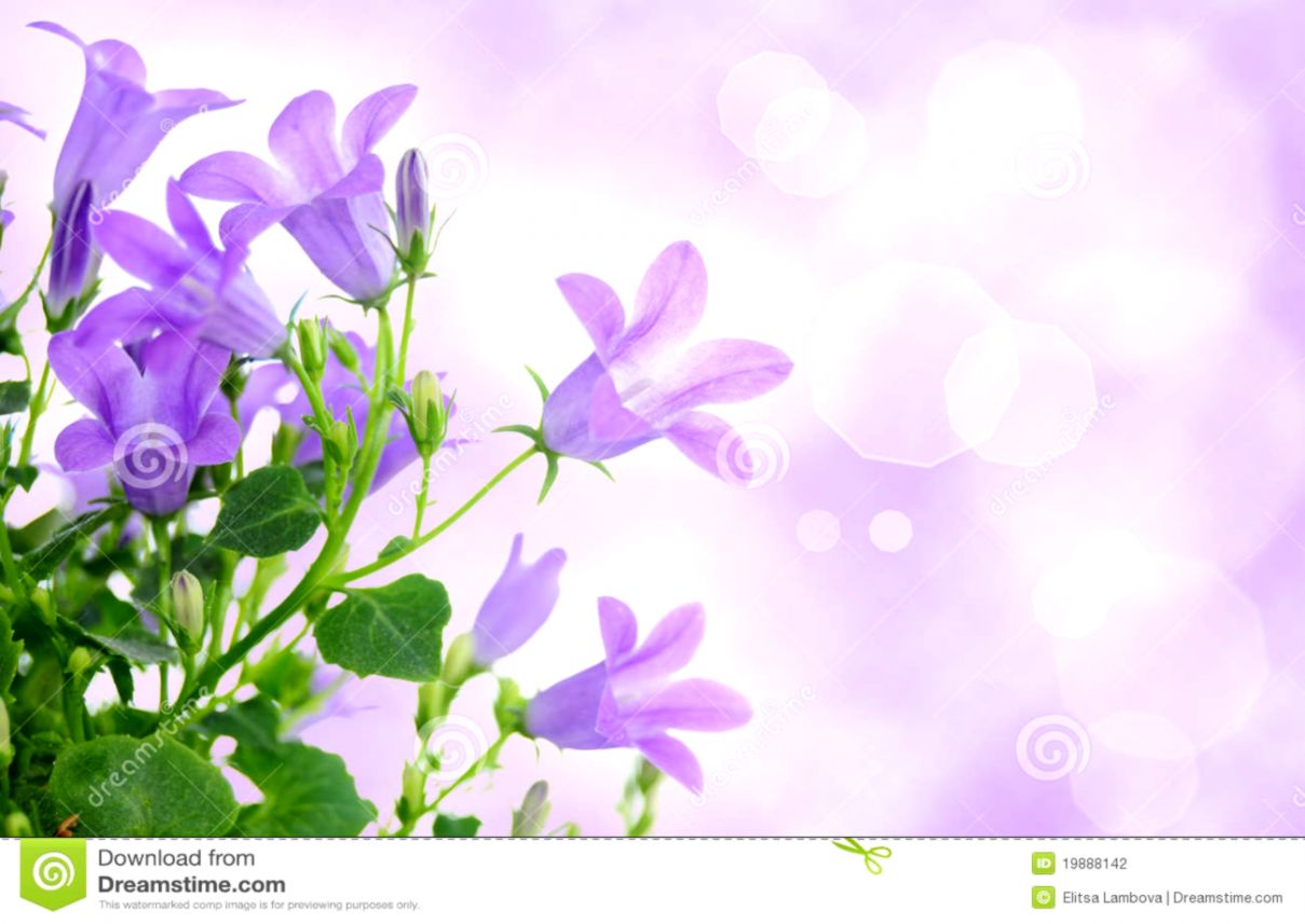 purple flowers backgrounds