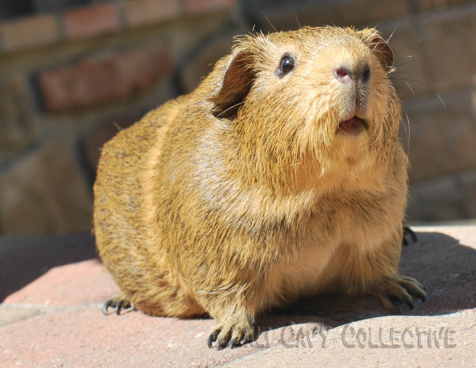 Cali Cavy Collective a blog about all things guinea pig Xrays of a