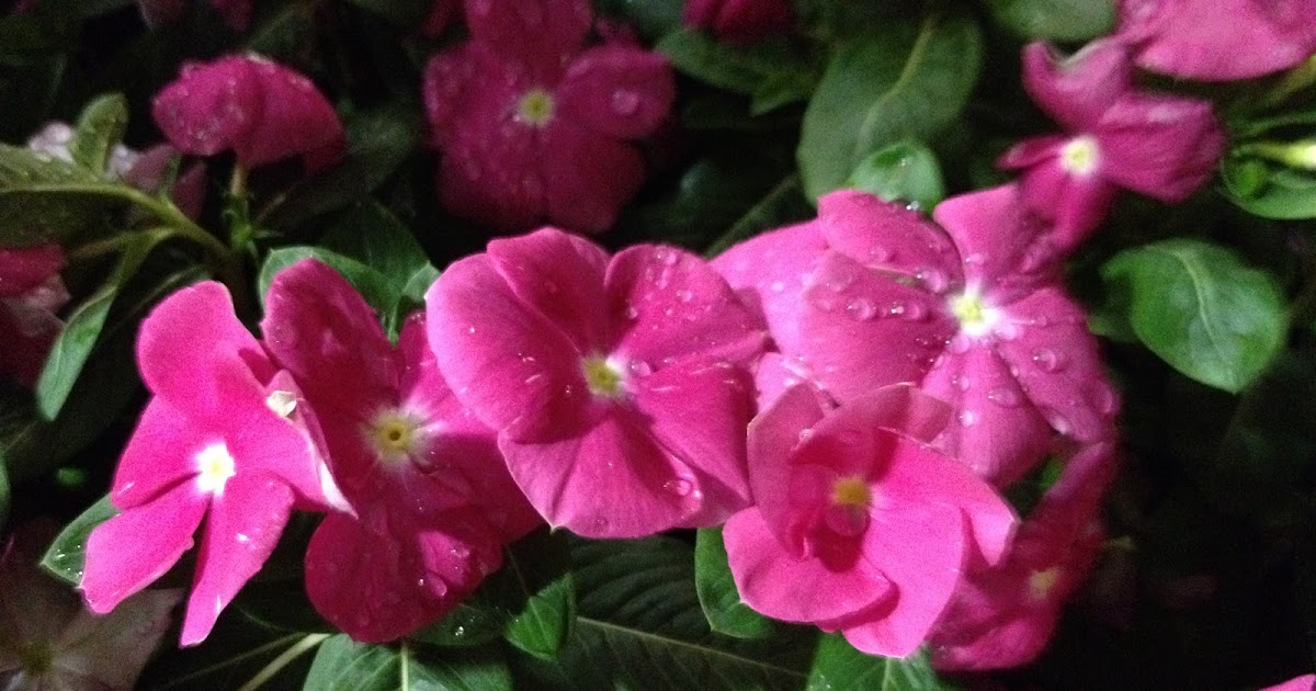 Robert's Tropical Paradise Garden Best summer flowers for South Florida