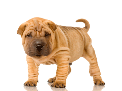 Saggy Skin Dog Breeds Saggy Skin Dog Breeds