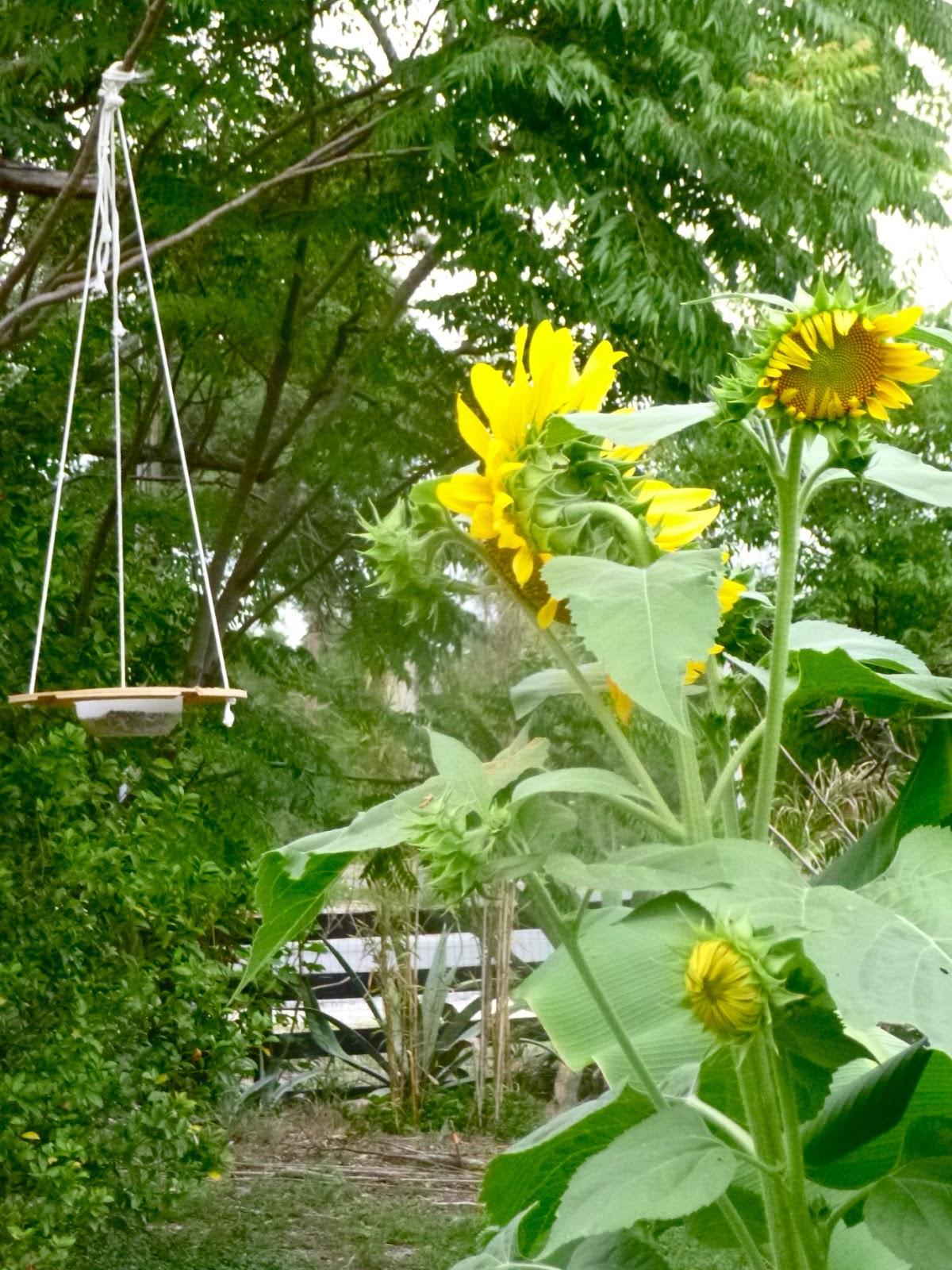 Innovative Florida Bird Feeder Phillip's Natural World
