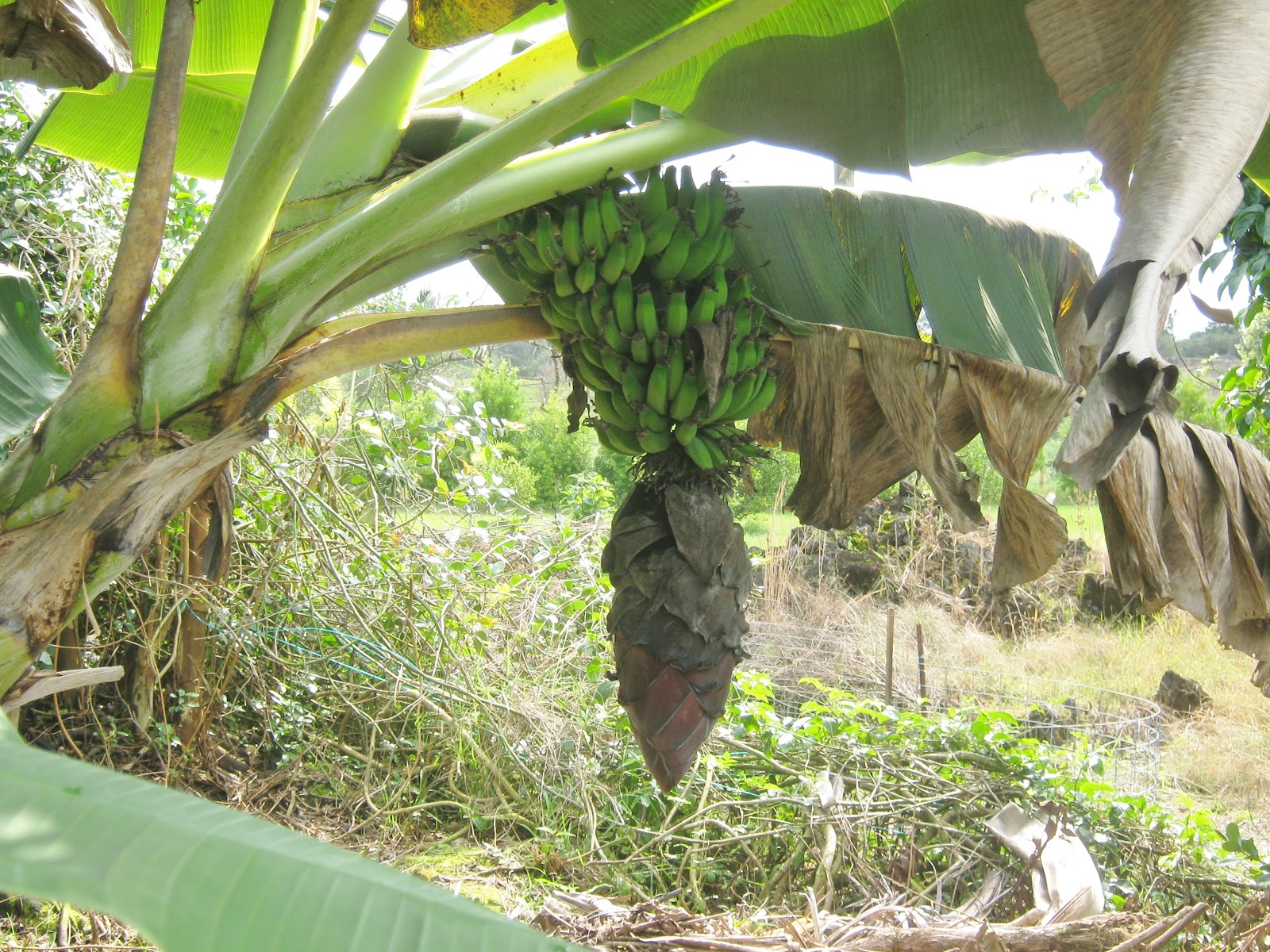 Garden Guy Hawaii Bananas A Fruit for All Reasons