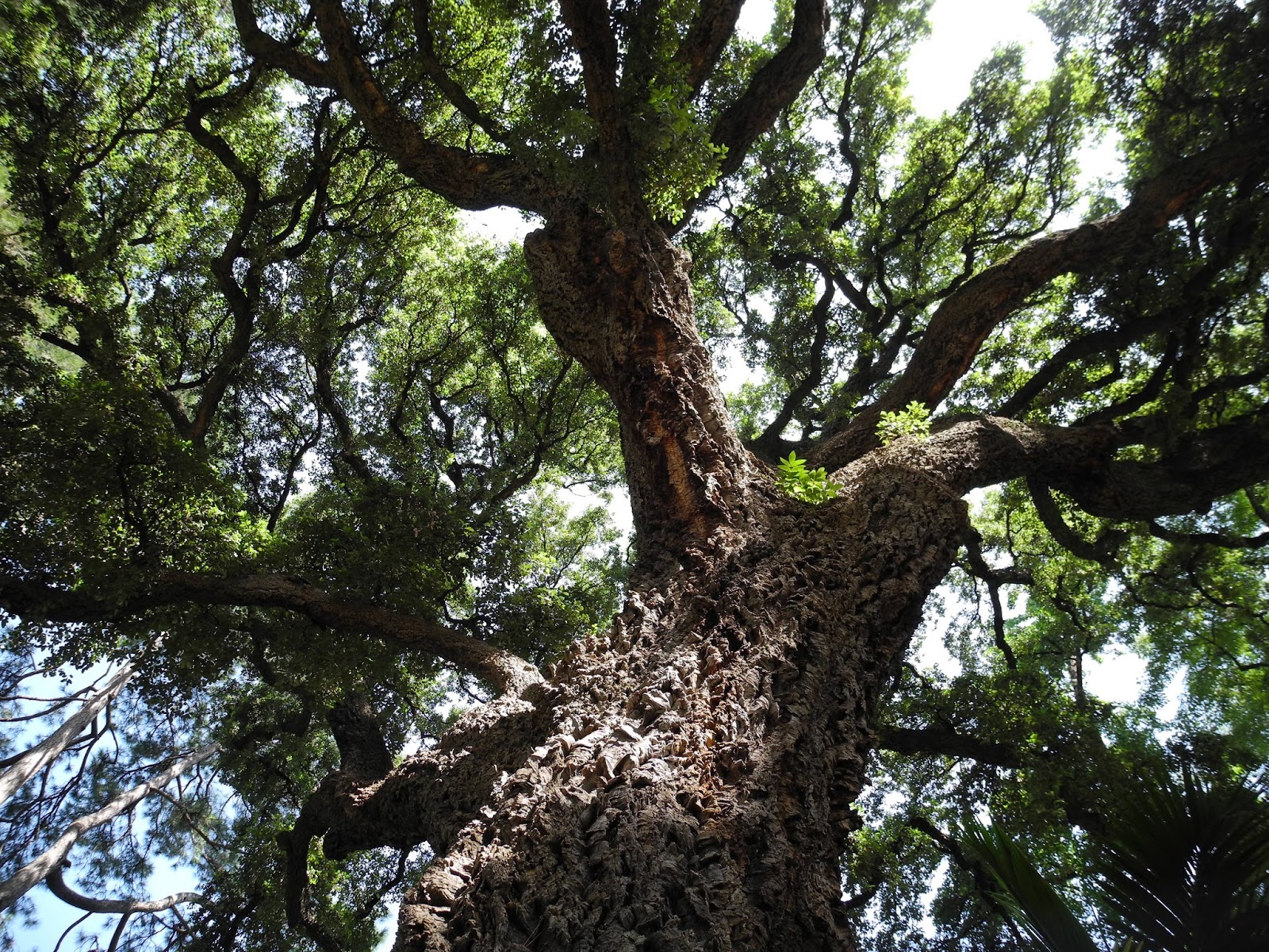 The Phytophactor Botany Within Your Reach 1. Corks