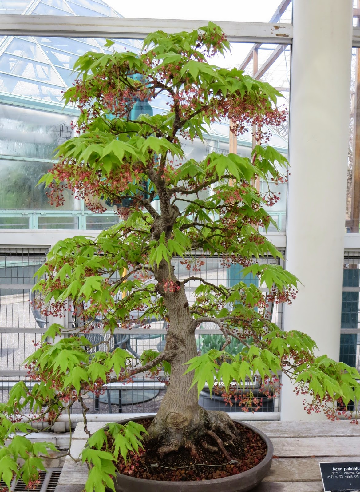 Big Apple Secrets Bonsai collection in Brooklyn Botanic Garden